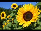 https://image.noelshack.com/minis/2022/51/1/1671482293-helianthus-yellow-flower-pixabay-11863.png