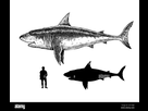 https://image.noelshack.com/fichiers/2022/51/2/1671546555-comparaison-entre-les-humains-requin-blanc-et-media-7-grand-dessin-de-requin-monster-media-7-illustration-2a71wjr.jpg