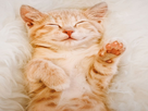 https://image.noelshack.com/minis/2022/51/3/1671636048-cute-cat-photos-1593441022.png