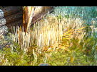 https://image.noelshack.com/fichiers/2022/51/3/1671643922-bug-herbes-tw3.png