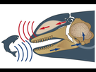 https://image.noelshack.com/fichiers/2022/51/7/1671929231-croquis-echolocalisation-orque.jpg