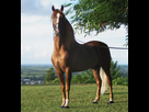 https://image.noelshack.com/fichiers/2022/52/1/1672010034-1200px-puerto-rican-paso-fino-horse-chestnut.jpg