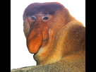 https://image.noelshack.com/fichiers/2022/52/2/1672169309-naziqqq.png