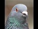 https://image.noelshack.com/fichiers/2022/52/2/1672173197-pigeon-fier-1625668318-e0d2367999f4e9663419791cf8ee9502.jpg