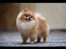 https://image.noelshack.com/fichiers/2022/52/4/1672269707-blonde-pomeranienne-9efee2.jpeg