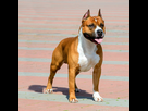 https://image.noelshack.com/fichiers/2022/52/4/1672269711-l-american-staffordshire-terrier-un-chien-qui-dement-sa-reputation.jpeg