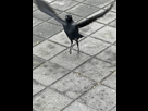 https://image.noelshack.com/minis/2022/52/5/1672402149-da88b730-3288-4a53-9707-e8ee5853ce1b.png