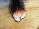 https://image.noelshack.com/fichiers/2023/01/2/1672774952-spiderpaws-image1-pinktoe-tarantula-scaled-e1617833358459.jpg