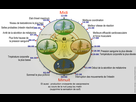 https://image.noelshack.com/fichiers/2023/01/6/1673125976-biological-clock-humannycthemeralfrenchversion.jpg