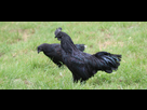 https://image.noelshack.com/fichiers/2023/02/6/1673712494-coq-poule-de-race-ayam-cemani.jpg