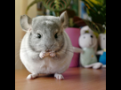 https://image.noelshack.com/fichiers/2023/02/7/1673814074-chinchilla-en-cours-d-obesification.jpg