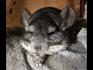 https://image.noelshack.com/fichiers/2023/03/1/1673888759-chinchilla-day-night-cycle.jpg