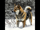 https://image.noelshack.com/fichiers/2023/03/5/1674179748-bolzeeeeeeeeeeeeeeeee-akita-inu-in-the-snow-32-k-photorealism-1dadbbb6-9e13-4562-a08f-7ab5d104081c.jpg