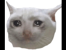 https://image.noelshack.com/fichiers/2023/04/2/1674585480-catcry2.png