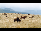 https://image.noelshack.com/fichiers/2023/04/3/1674602848-france-paysage-10-aubrac-vaches-dans-le-cantal.jpg