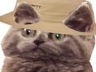 https://image.noelshack.com/fichiers/2023/04/5/1674812230-chat-bob2-removebg-preview.png
