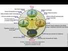 https://image.noelshack.com/fichiers/2023/05/3/1675237541-biological-clock-humannycthemeralfrenchversion.jpg