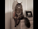 https://image.noelshack.com/fichiers/2023/05/4/1675294331-sittingcat.jpg