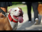 https://image.noelshack.com/fichiers/2023/05/4/1675348469-pitbull-infos-race-assurance-santevet.jpg