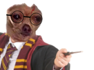 https://www.noelshack.com/2023-05-7-1675592502-chienrry-potter.png