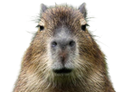 https://image.noelshack.com/fichiers/2023/05/7/1675624316-capybara-animaux-animal-ent-ents-bro-serieux.png
