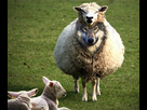 https://image.noelshack.com/fichiers/2023/06/5/1676016671-wolf-in-sheeps-clothing-400x337.jpg