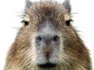 https://image.noelshack.com/fichiers/2023/06/6/1676077668-capybara-zoom.png