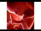 https://image.noelshack.com/fichiers/2023/06/6/1676130265-le-foetus-a-14-semaines-de-grossesse-e3b19bb0b12983ce.jpeg