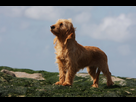 https://image.noelshack.com/fichiers/2023/07/1/1676307482-basset-fauve-de-bretagne-scaled.jpeg