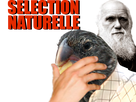 https://image.noelshack.com/fichiers/2023/07/3/1676455764-selection-naturelle.png