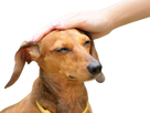 https://image.noelshack.com/fichiers/2023/07/5/1676623275-1603656822-bonchien.png
