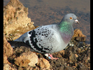 https://image.noelshack.com/fichiers/2023/07/6/1676689620-640px-homing-pigeon.jpg