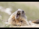 https://image.noelshack.com/fichiers/2023/08/2/1676993234-hotspot-sleepy-groundhog-003.jpg