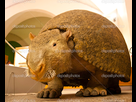 https://image.noelshack.com/fichiers/2023/08/3/1677067833-depositphotos-37873989-stock-photo-glyptodon-reproduction-in-a-museum.jpg