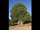 https://image.noelshack.com/fichiers/2023/08/3/1677074487-800px-juniperus-thurifera-01.jpg