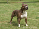 https://image.noelshack.com/fichiers/2023/08/4/1677163115-american-staffordshire-terrier.jpg