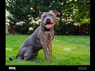 https://image.noelshack.com/fichiers/2023/08/4/1677163270-english-staffordshire-bull-terrier-se-trouve-dans-le-jardin-avec-smile-sur-son-visage-happy-blue-staffy-pose-sur-la-pelouse-2cty23p.jpg