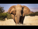 https://image.noelshack.com/fichiers/2023/08/5/1677273918-fiche-animale-monde-animal-elephant-savane-afrique.jpg