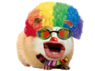 https://image.noelshack.com/fichiers/2023/08/6/1677365600-cochon-d-inde-clown-lunettennt.png