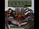https://image.noelshack.com/fichiers/2023/09/1/1677495546-homard.jpg