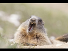 https://www.noelshack.com/2023-09-1-1677512439-hotspot-sleepy-groundhog-003.jpg