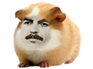 https://image.noelshack.com/fichiers/2023/09/2/1677603726-hamster.png