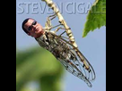 https://image.noelshack.com/fichiers/2023/09/2/1677623718-steven-cigale.jpg