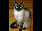 https://image.noelshack.com/fichiers/2023/09/6/1677945495-1200px-niobe050905-siamese-cat.jpeg