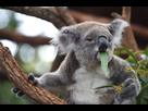 https://image.noelshack.com/fichiers/2023/10/2/1678198269-koala-hd-wallpaper.jpg