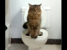 https://image.noelshack.com/fichiers/2023/10/3/1678304362-cattoilet.png