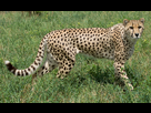 https://image.noelshack.com/fichiers/2023/10/4/1678396191-cheetah-004.jpg