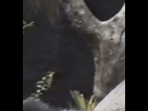 https://image.noelshack.com/minis/2023/11/2/1678755579-chimp-smell.png