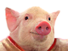 https://www.noelshack.com/2023-11-7-1679260813-1599870095-cochon2.png