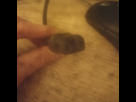 https://image.noelshack.com/fichiers/2023/12/2/1679384880-img-20230321-084709.jpg